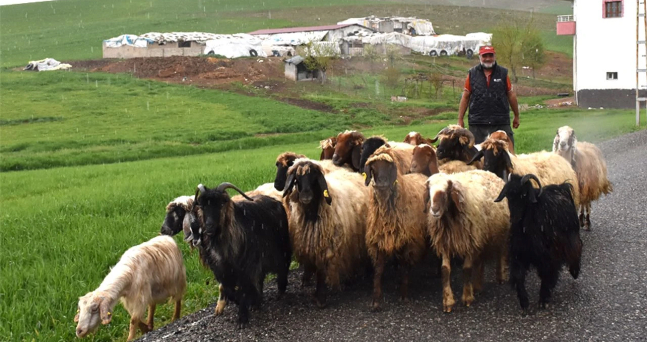Batman’da yağışlar, tarım ve hayvancılığı canlandırdı – Birlik Haber Ajansı