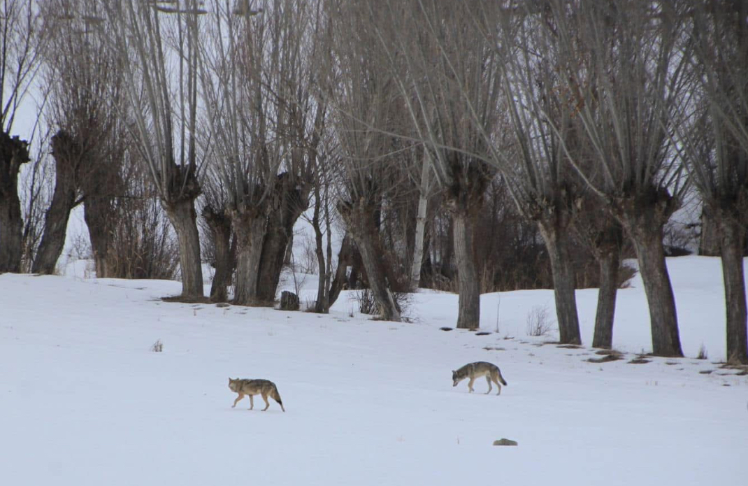 Ispartalı hayvan üreticilerin başı kurtlar dertte – Birlik Haber Ajansı