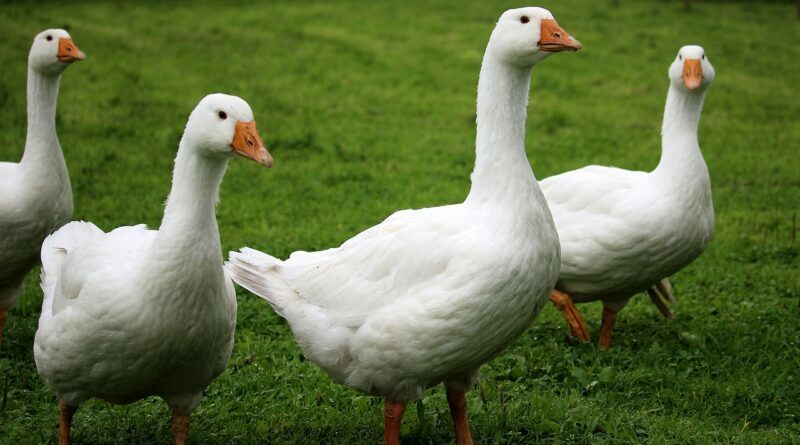 Kanada ordusunda kazlar karargâhı ele geçirdi – Birlik Haber Ajansı