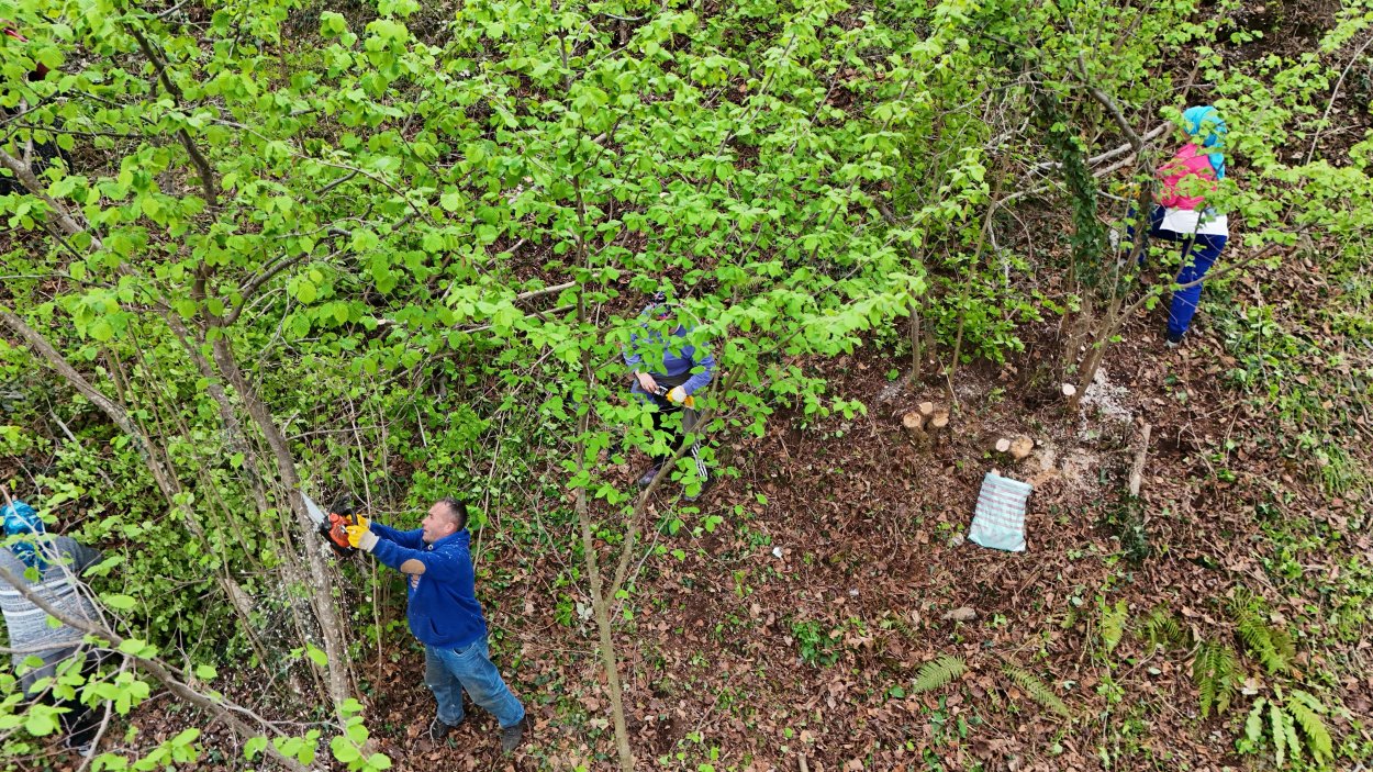 Ordu’da fındık bahçelerinde verim artıyor – Birlik Haber Ajansı