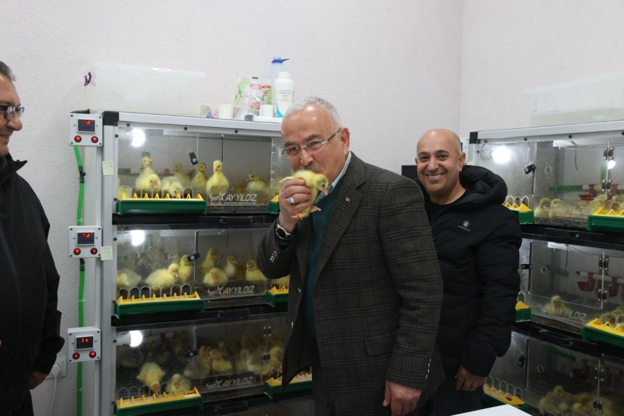 Ordu’da kaz yetiştiriciliği artıyor – Birlik Haber Ajansı