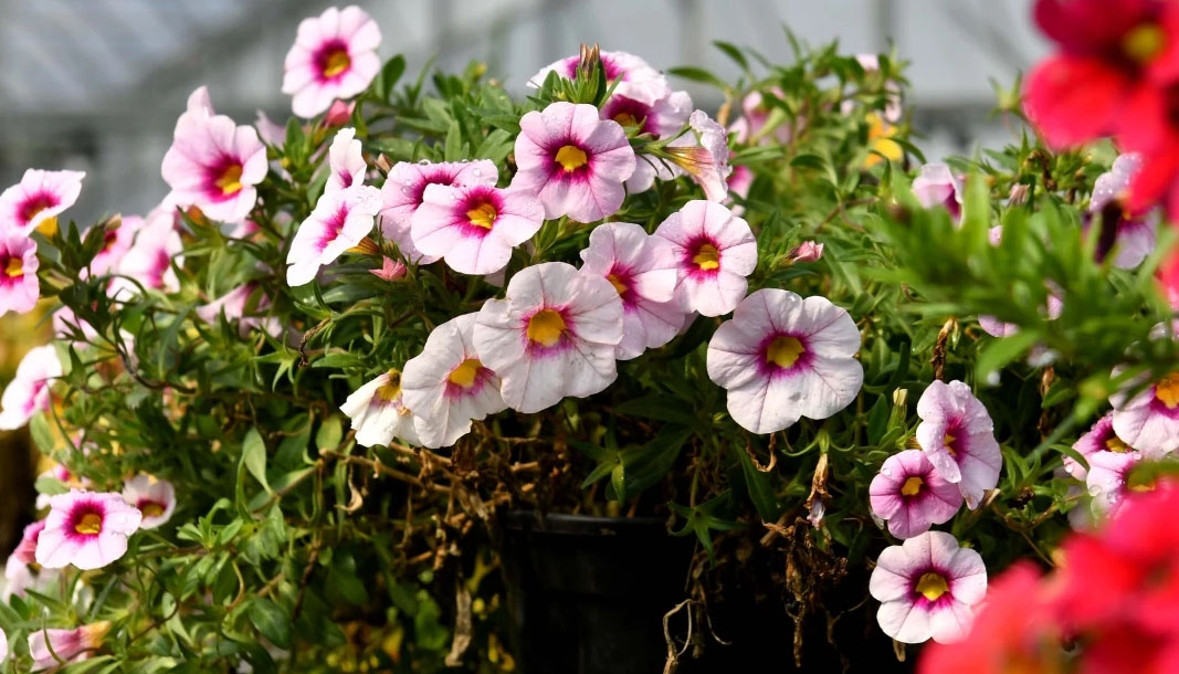 Antalya’nın ‘Rio Karnavalı’ başlıyor! 11 lise en güzel desen için yarışacak – Birlik Haber Ajansı