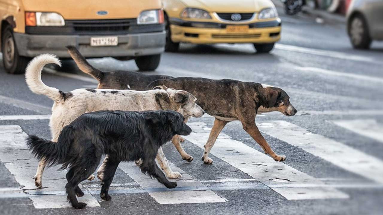 Ankara Mamak’ta sahipsiz köpekler anne ve çocuklarına saldırdı – Birlik Haber Ajansı