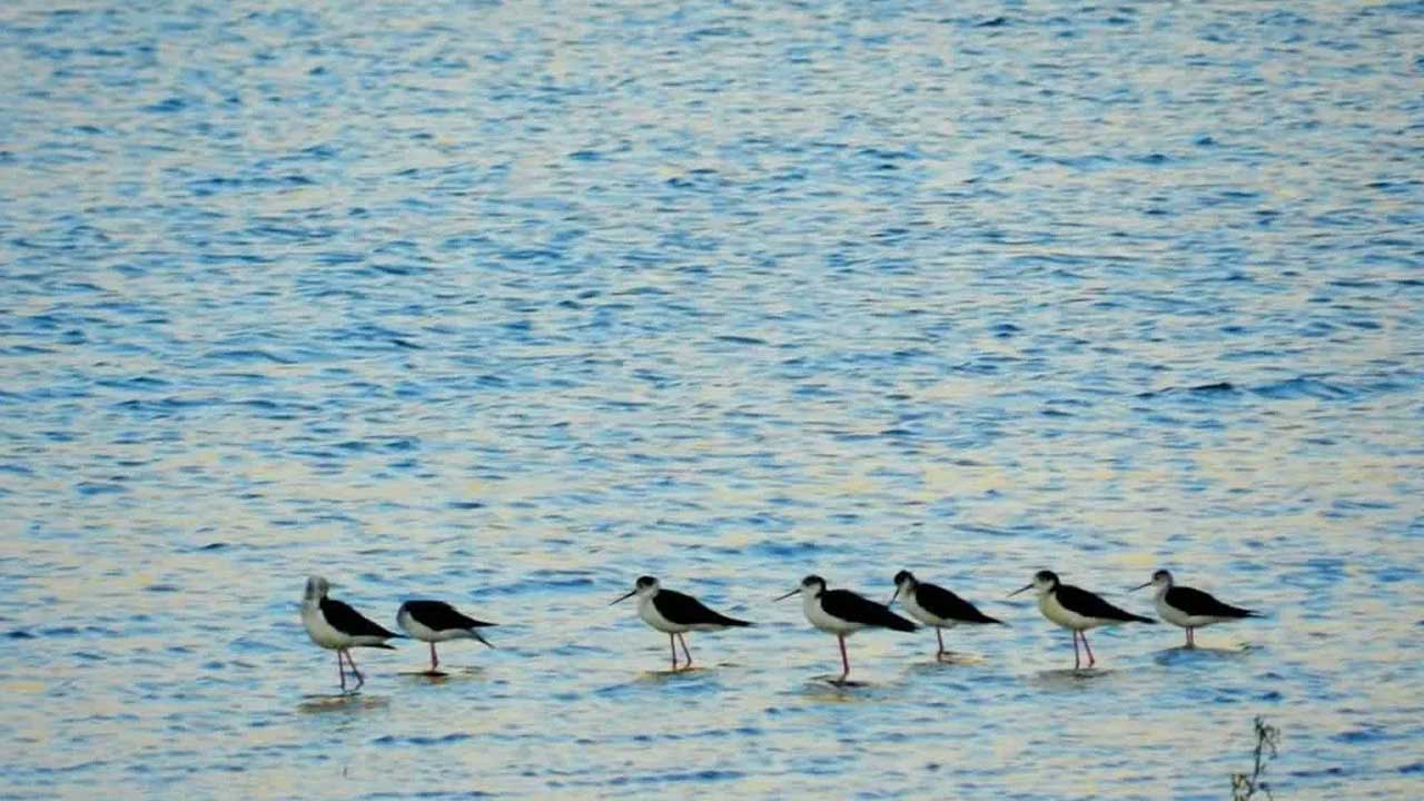 Nallıhan Kuş Cenneti, 8. Foto Safari ile doğa tutkunlarını ağırlayacak – Birlik Haber Ajansı