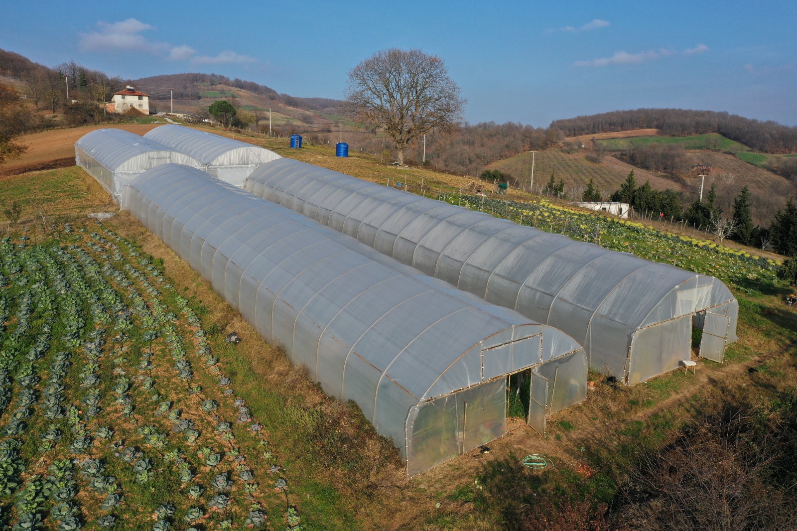 Kocaeli Büyükşehir’den yüzde 50 hibeli sera desteği – Birlik Haber Ajansı