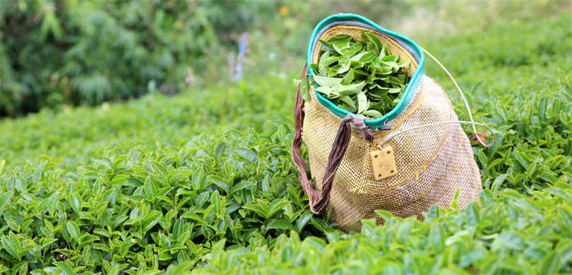 Rize Çayı dünya pazarında parlıyor: İhracat yüzde 40 arttı – Birlik Haber Ajansı
