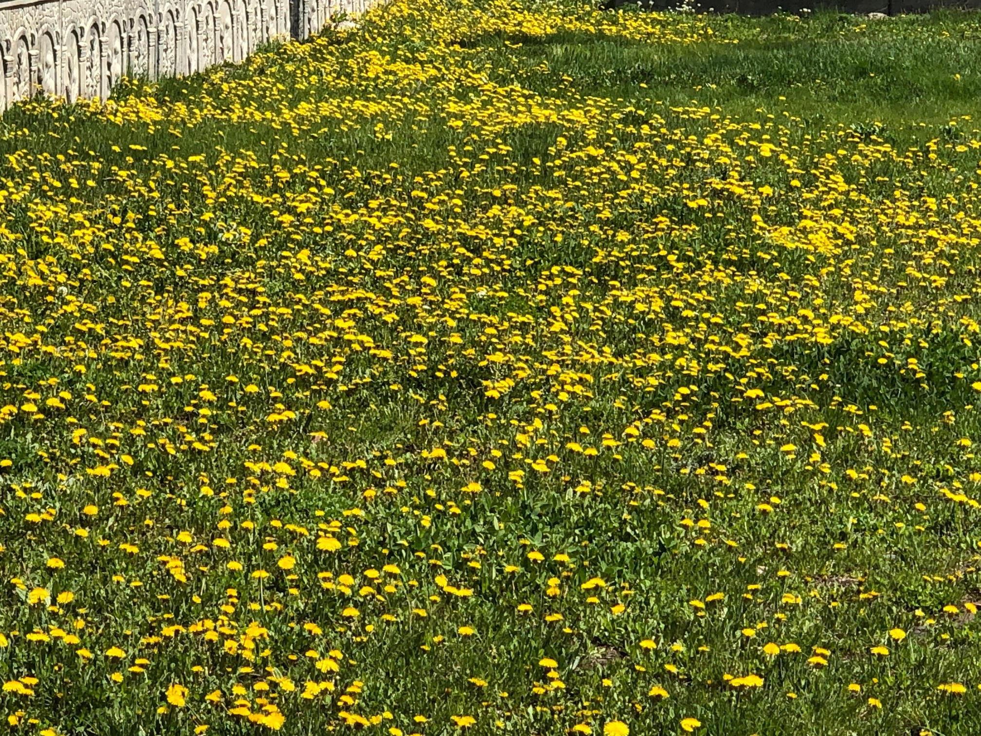 Kars’ta rengarenk çiçekler kartpostallık manzaralar oluşturdu – Birlik Haber Ajansı