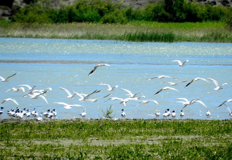 Nallıhan’da Foto Safari heyecanı başlıyor – Birlik Haber Ajansı