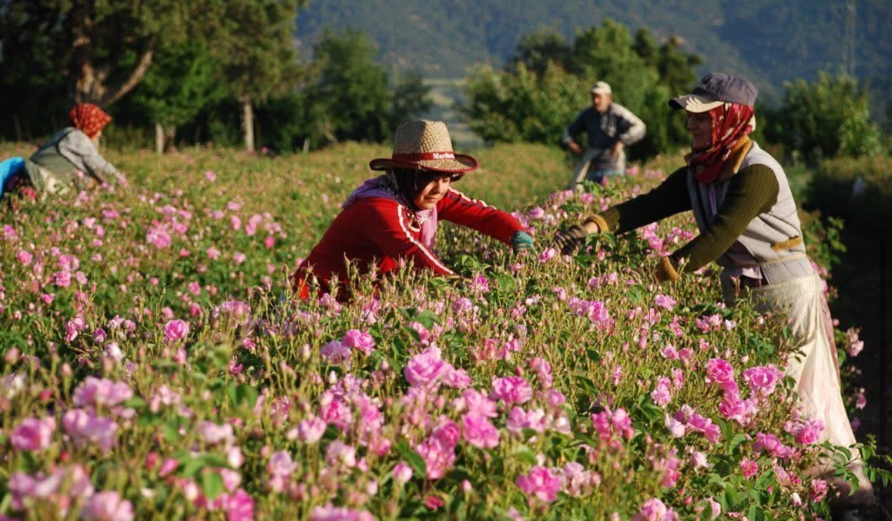 Isparta’da gül hasadı başladı – Birlik Haber Ajansı