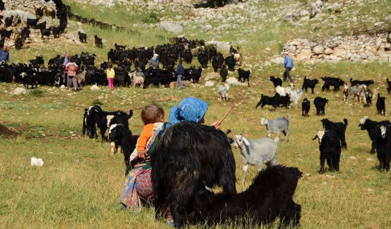 Yörükler yayla yolunda: Sıcaklardan kaçış başladı – Birlik Haber Ajansı