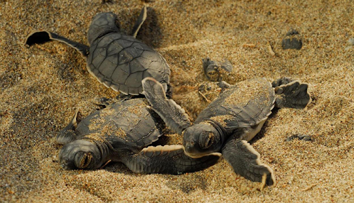 Kaplumbağalar için gece plaja giriş yasağı: 557 bin TL ceza – Birlik Haber Ajansı