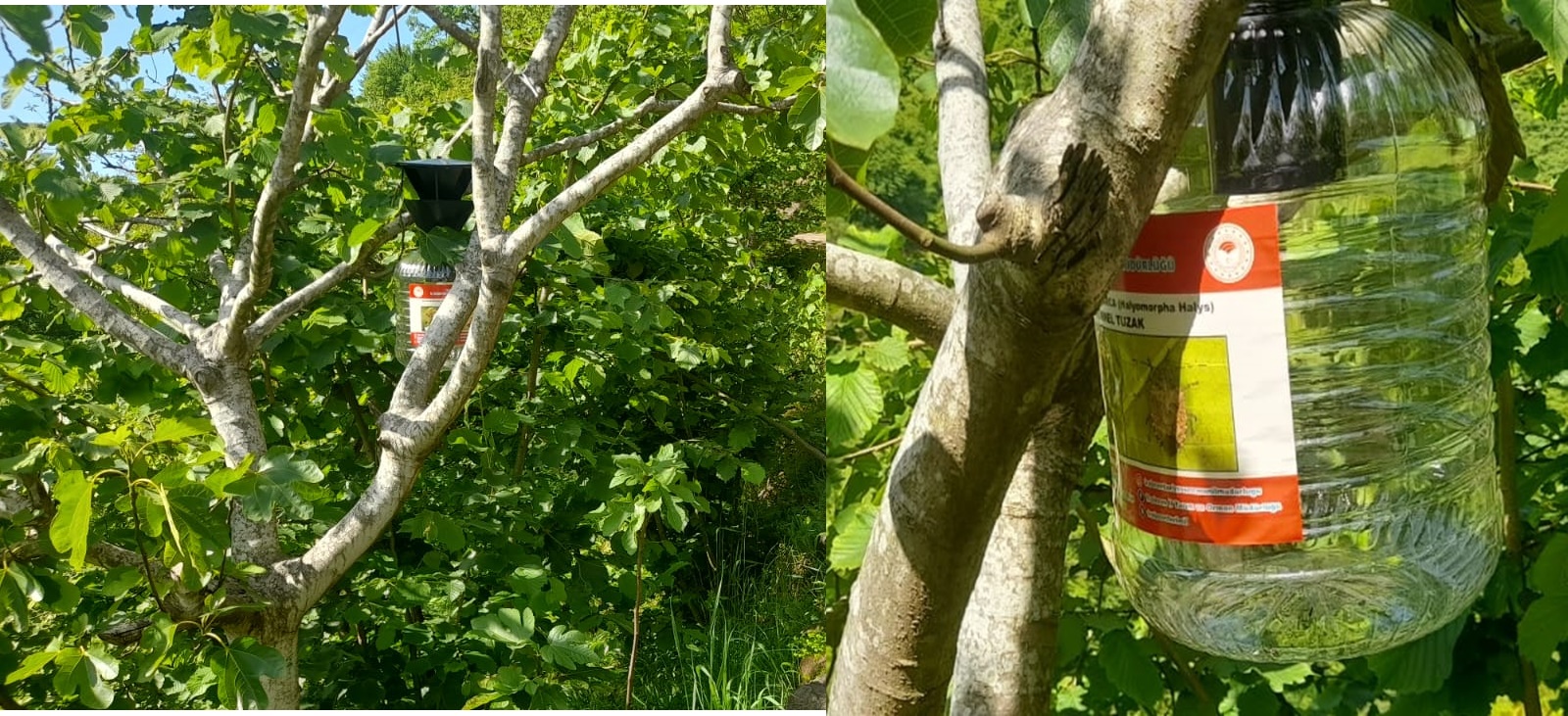 Akçiriş-Çarlaklı ve Üzümözü Mahallelerine kokarca tuzakları yerleştirildi – Birlik Haber Ajansı