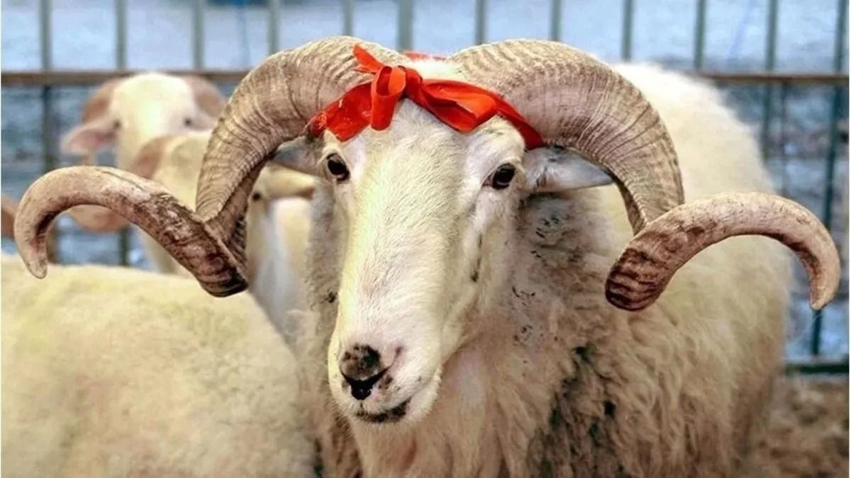 Kurban Bayramı tatili kaç gün? 9 gün olacak mı? – Birlik Haber Ajansı