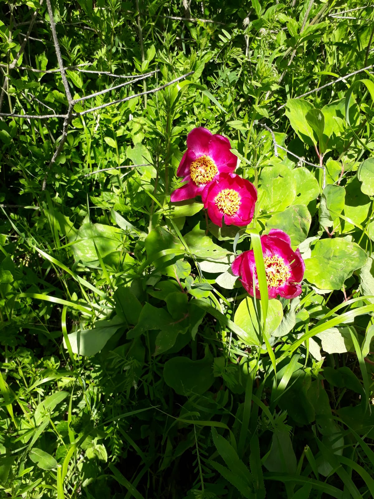 Mesudiye’de Manisa Lalesi bulundu – Birlik Haber Ajansı