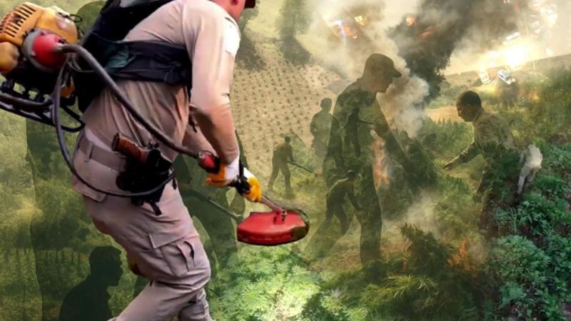 Diyarbakır’da operasyon: 70 ton toz esrara eşdeğer kenevir ele geçirildi – Birlik Haber Ajansı