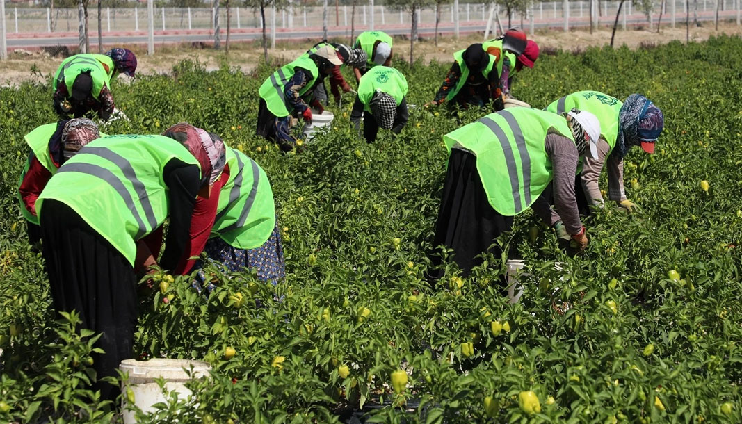 Binlerce yıllık ata tohumları Karatay’da hayat buluyor – Birlik Haber Ajansı