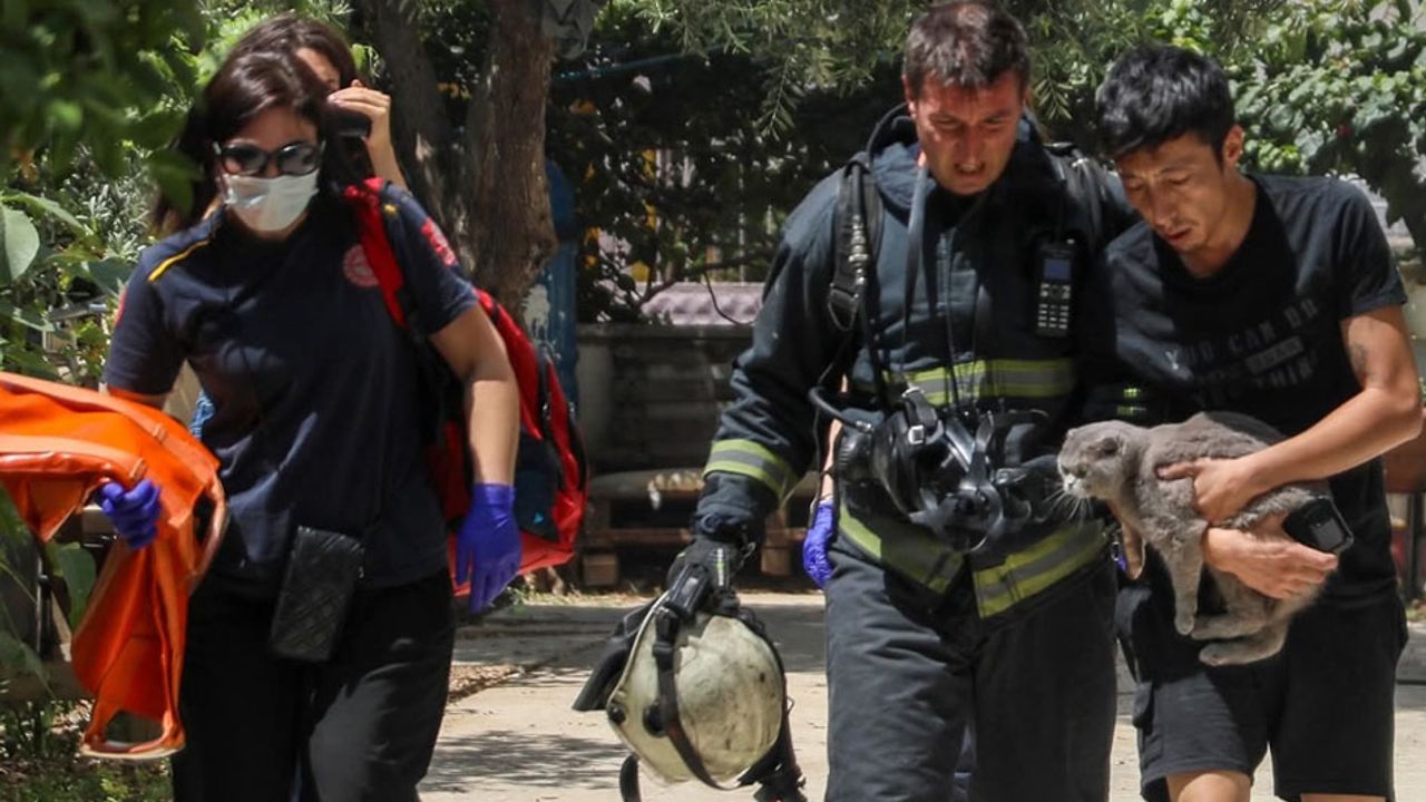 Yangında mahsur kaldığı evde kedisini bir an olsun bırakmadı – Birlik Haber Ajansı