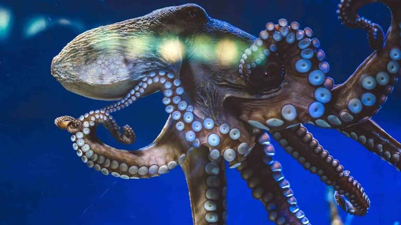 İnsanlık sonrası dünyanın hakimi ahtapotlar mı olacak? – Birlik Haber Ajansı