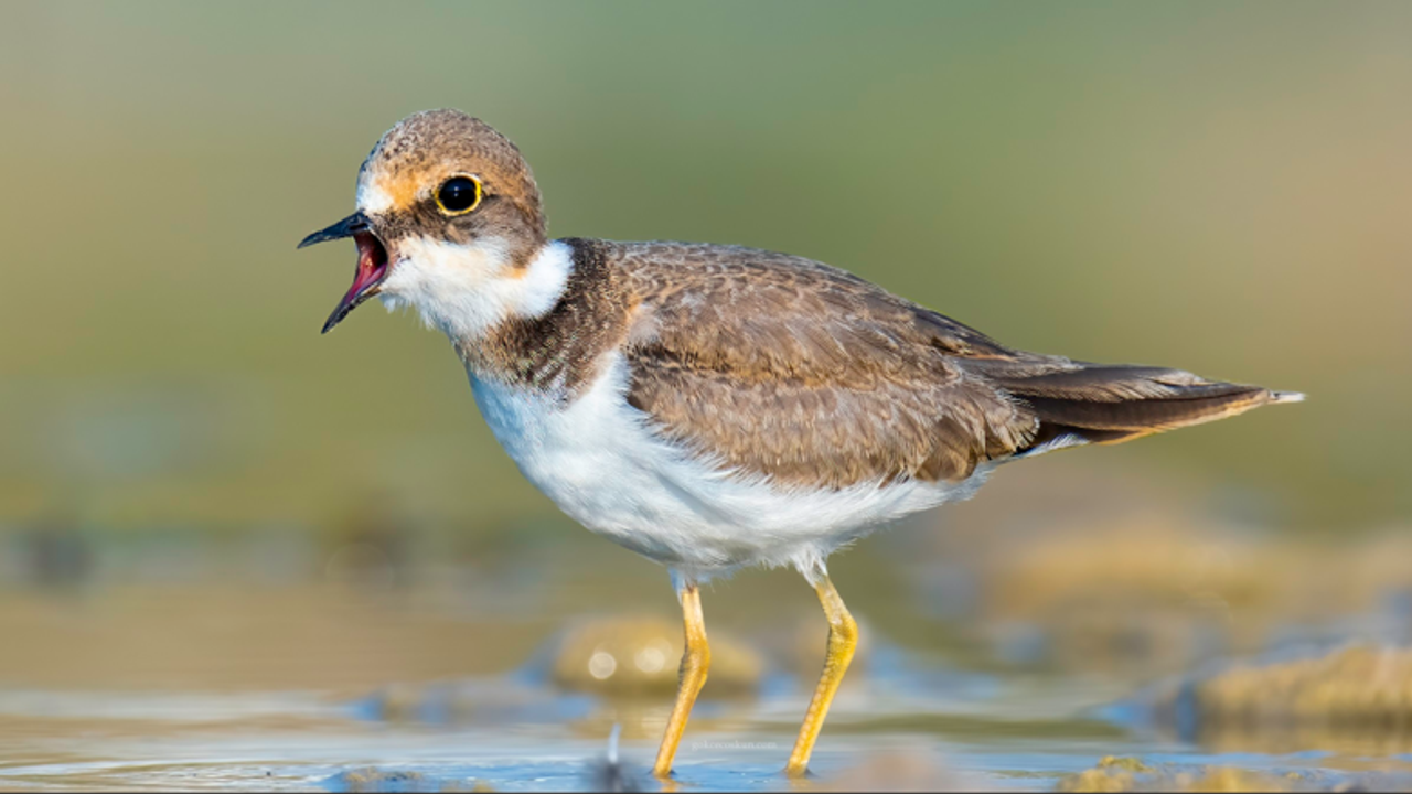 Boğaçayı’nda kuş cenneti: 220 tür gözlemlendi – Birlik Haber Ajansı