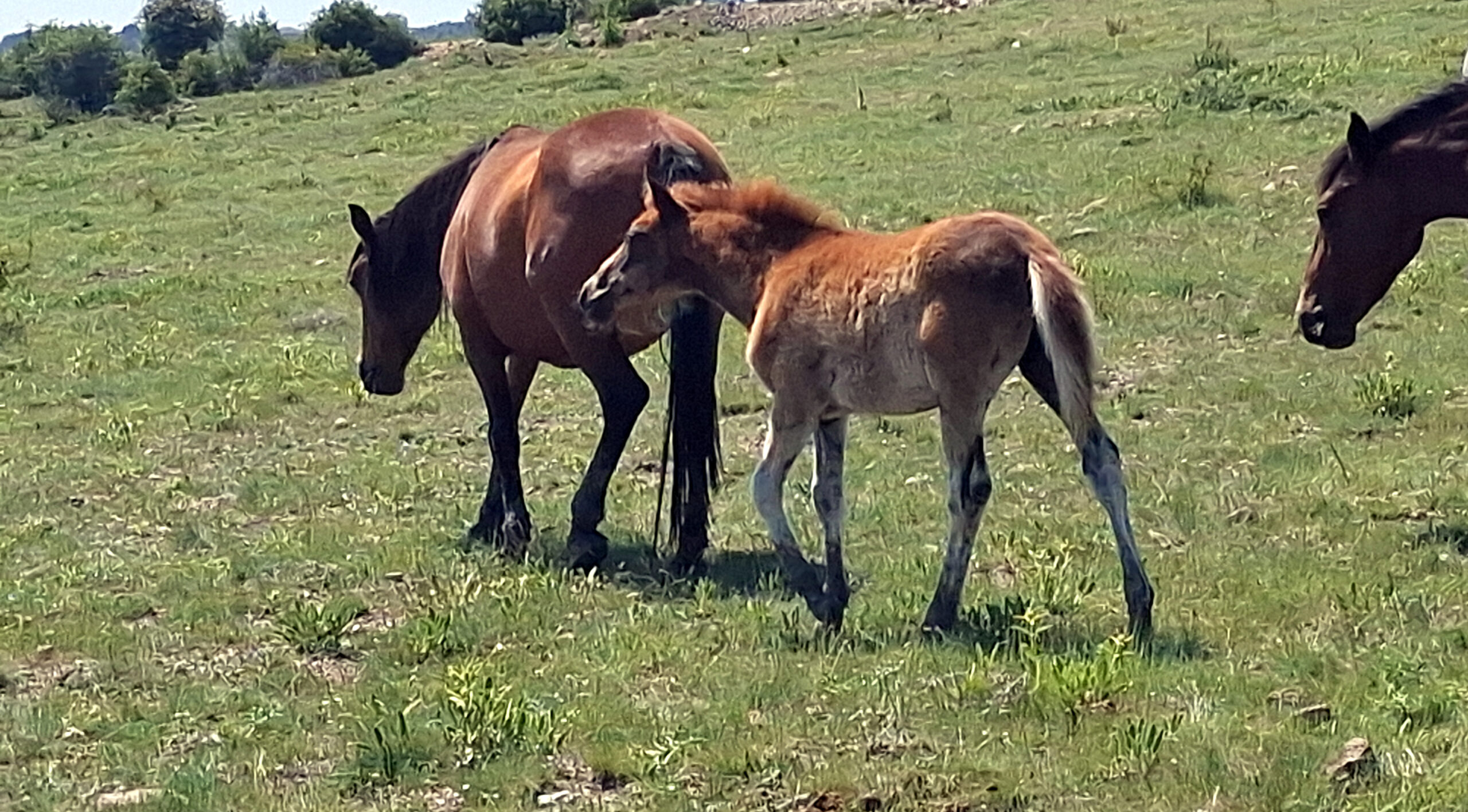 Beypazarı’nda Yılkı Atları tayları ile görüntülendi – Birlik Haber Ajansı