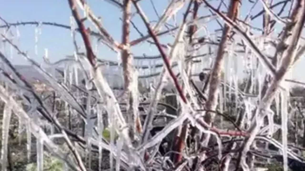 Zirai Don Komisyonu saha ziyaretlerine devam ediyor: Üretici zararı raporlanıyor – Birlik Haber Ajansı