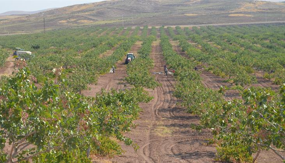 Siirt’te Fıstık için geri sayım başladı – Birlik Haber Ajansı