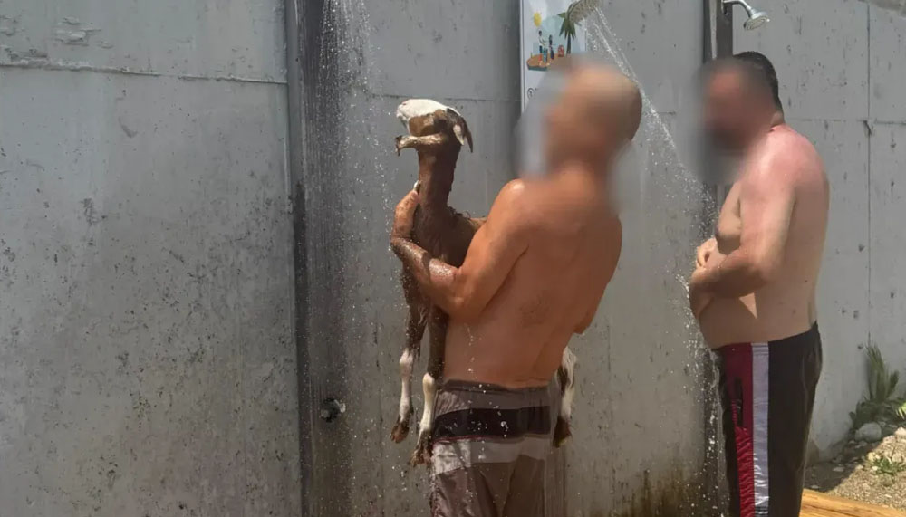 Keçiyle denize girdi! – Birlik Haber Ajansı