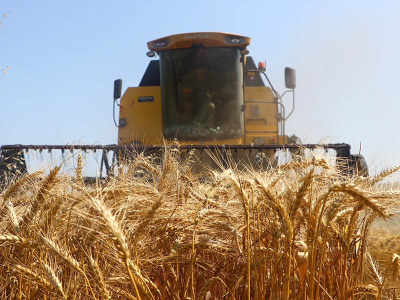 Ceylanpınar’da buğday hasadı başladı: Hedef 200 bin ton ürün – Birlik Haber Ajansı