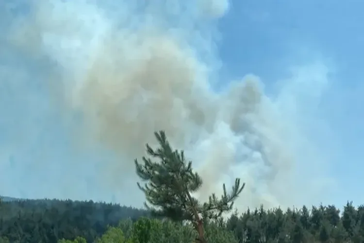 Son dakika… Bursa’da anız yangını ormana sıçradı! – Birlik Haber Ajansı