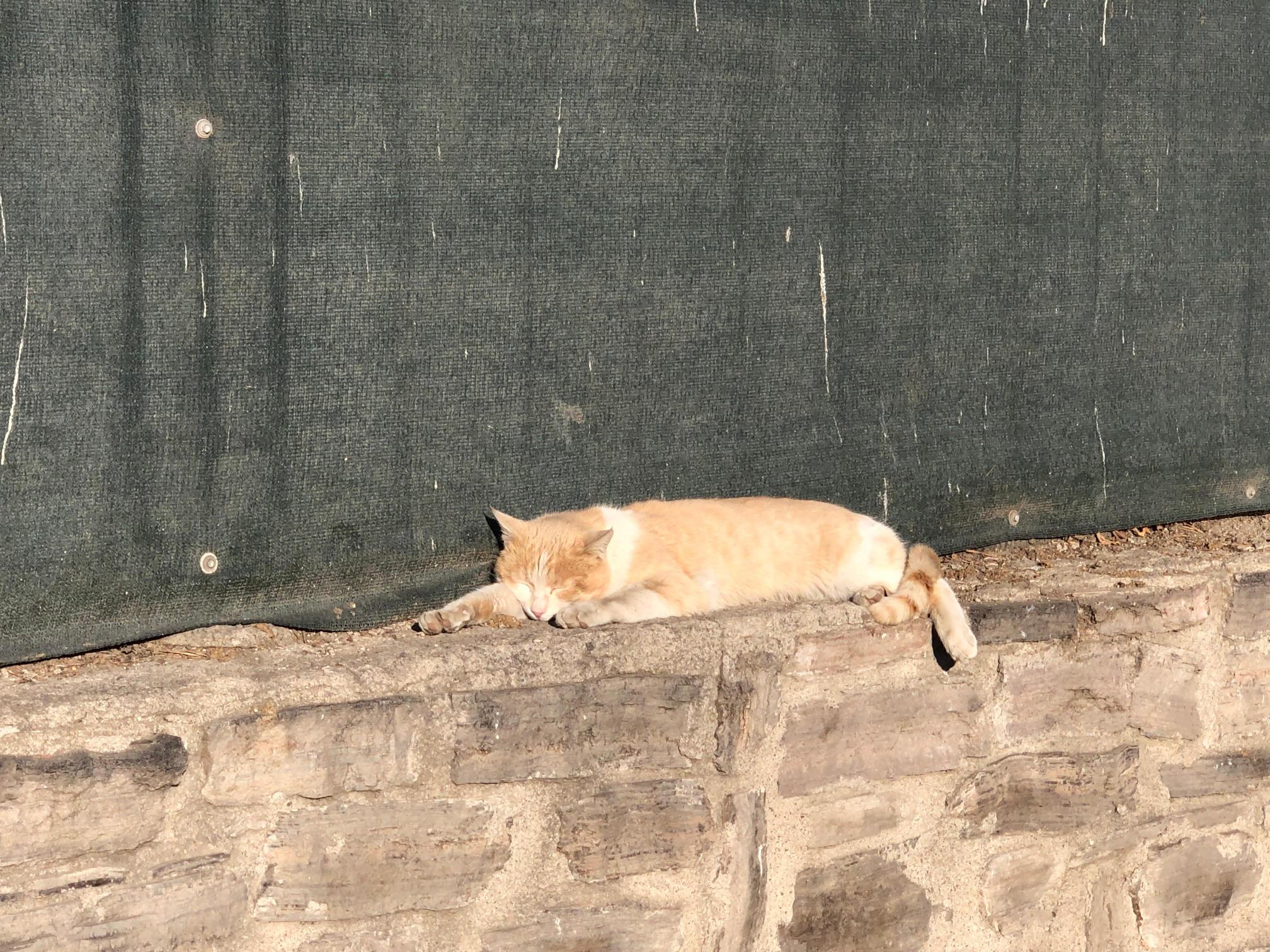 Güneşli havada keyif yapan kedi, okul duvarında dinlenmeye çekildi – Birlik Haber Ajansı