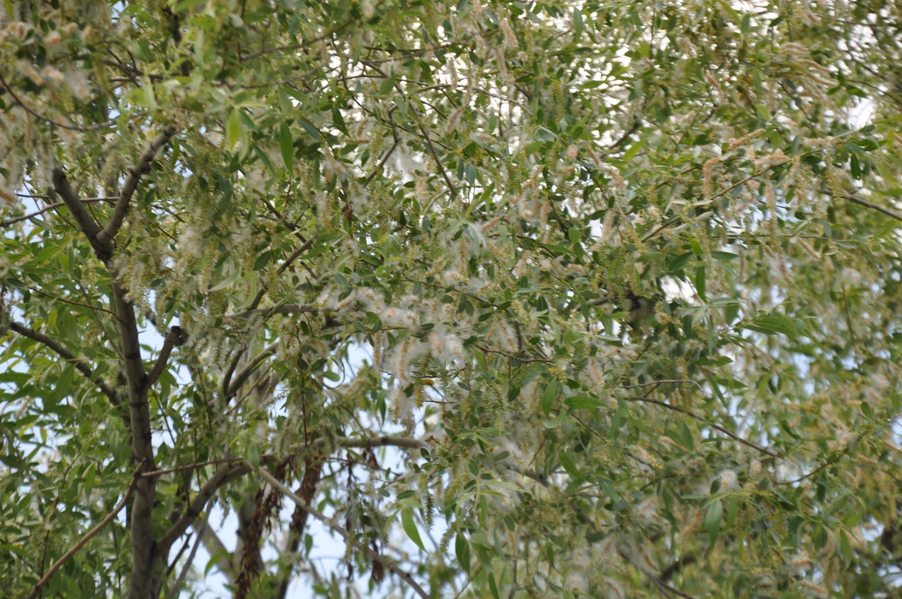 Kars’ta yaz aylarının kabusu polenler hayatı felç ediyor – Birlik Haber Ajansı