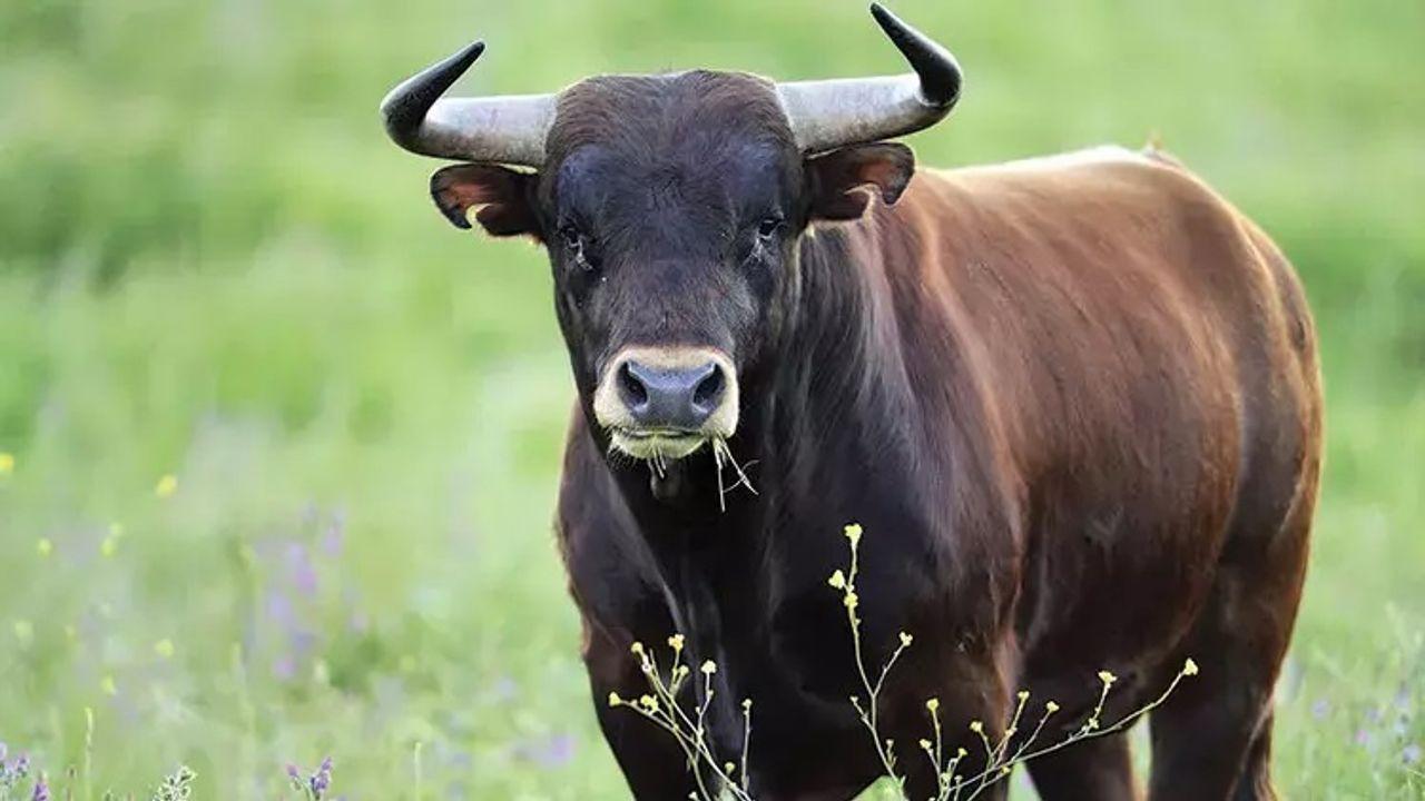 Mahallede korku dolu anlar! Kesileceğini anlayan boğa kasabın elinden kaçtı – Birlik Haber Ajansı