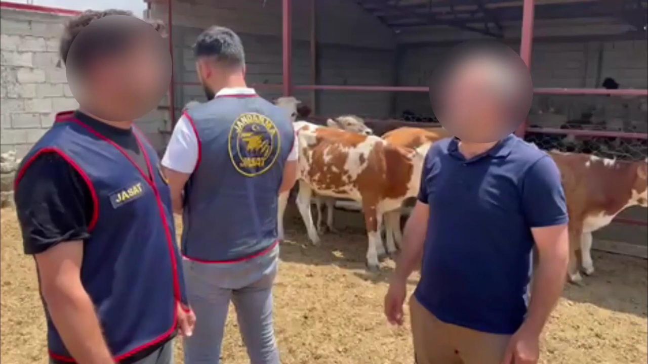 Kars’ta jandarmadan hayvan hırsızlarına operasyon: 5 gözaltı, 9 hayvan sahibine teslim edildi – Birlik Haber Ajansı