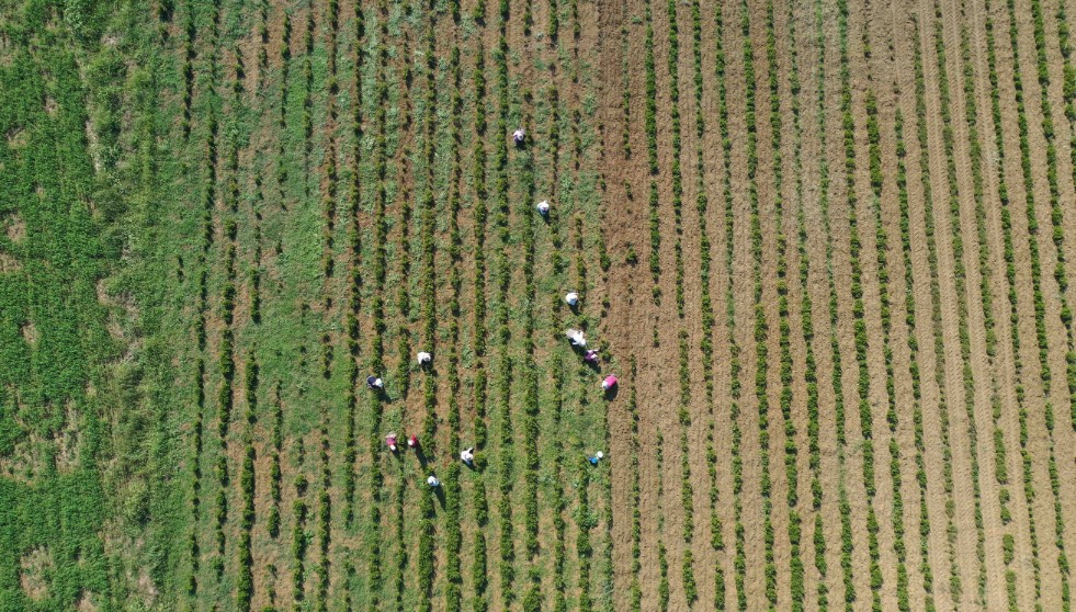 Yerli ve milli hasat makineleri ile tıbbi bitkilere destek – Birlik Haber Ajansı