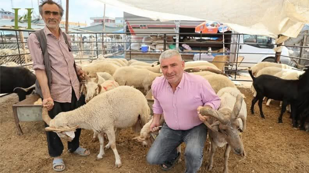 Adana’da 4 boynuzlu koçlar görenleri şaşırtıyor! – Birlik Haber Ajansı