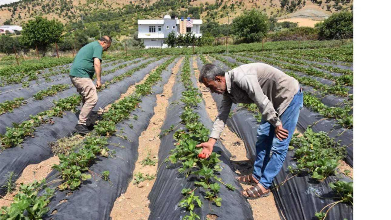Batman Sason‘da çilek bereketi – Birlik Haber Ajansı
