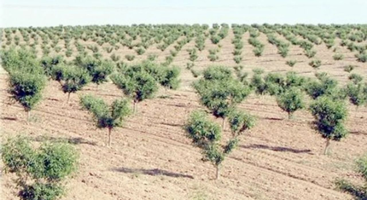 Ağaçlar bakımsızlıktan kurudu: Orman İşletme’ye devredilecek – Birlik Haber Ajansı