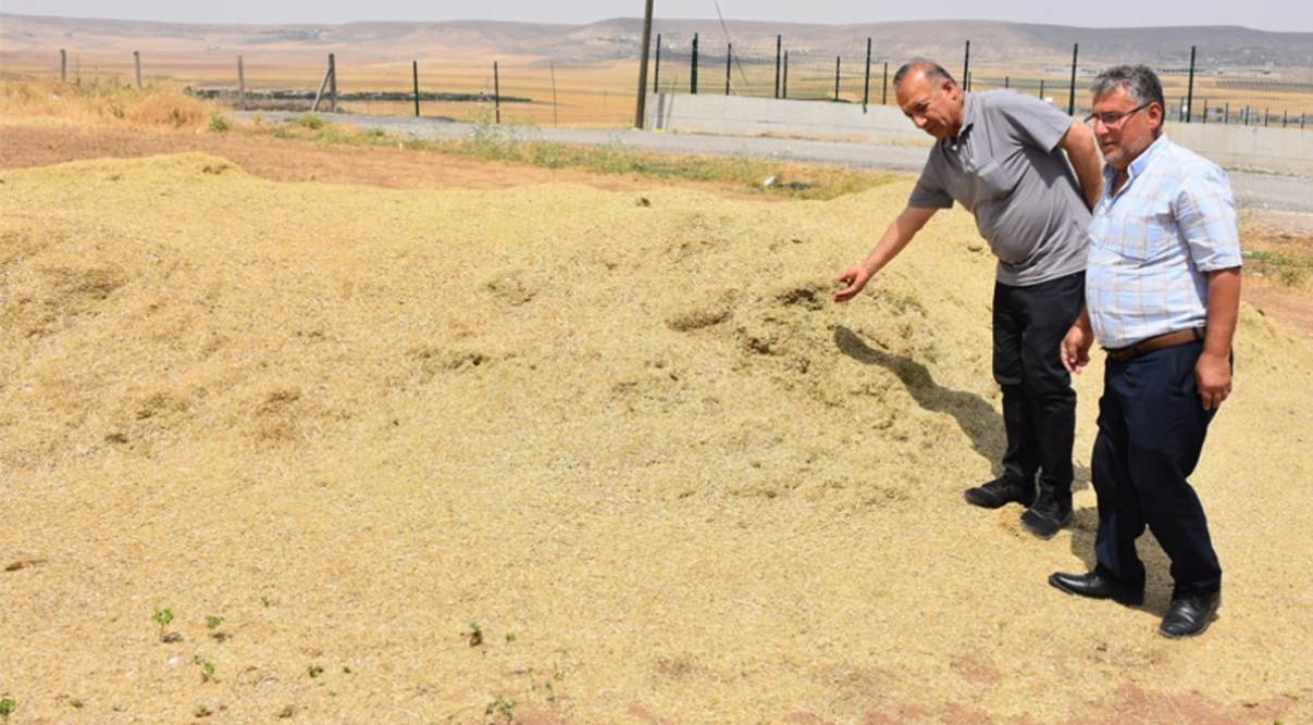 Batmanlı çiftçilerin umudu saman – Birlik Haber Ajansı