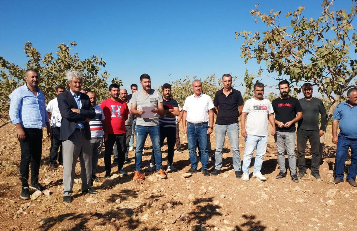 Batman’da Siirt Antep Fıstığına bilimsel takip – Birlik Haber Ajansı