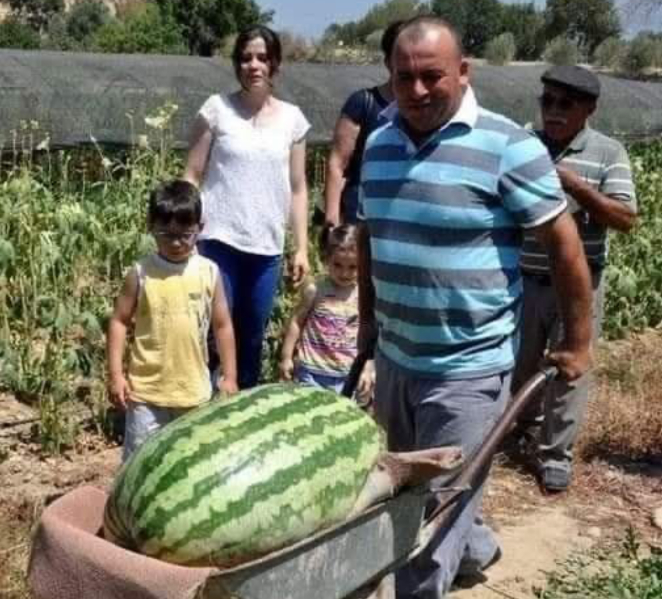 Manavgat'ta dev karpuz! 58 kiloya ulaştı