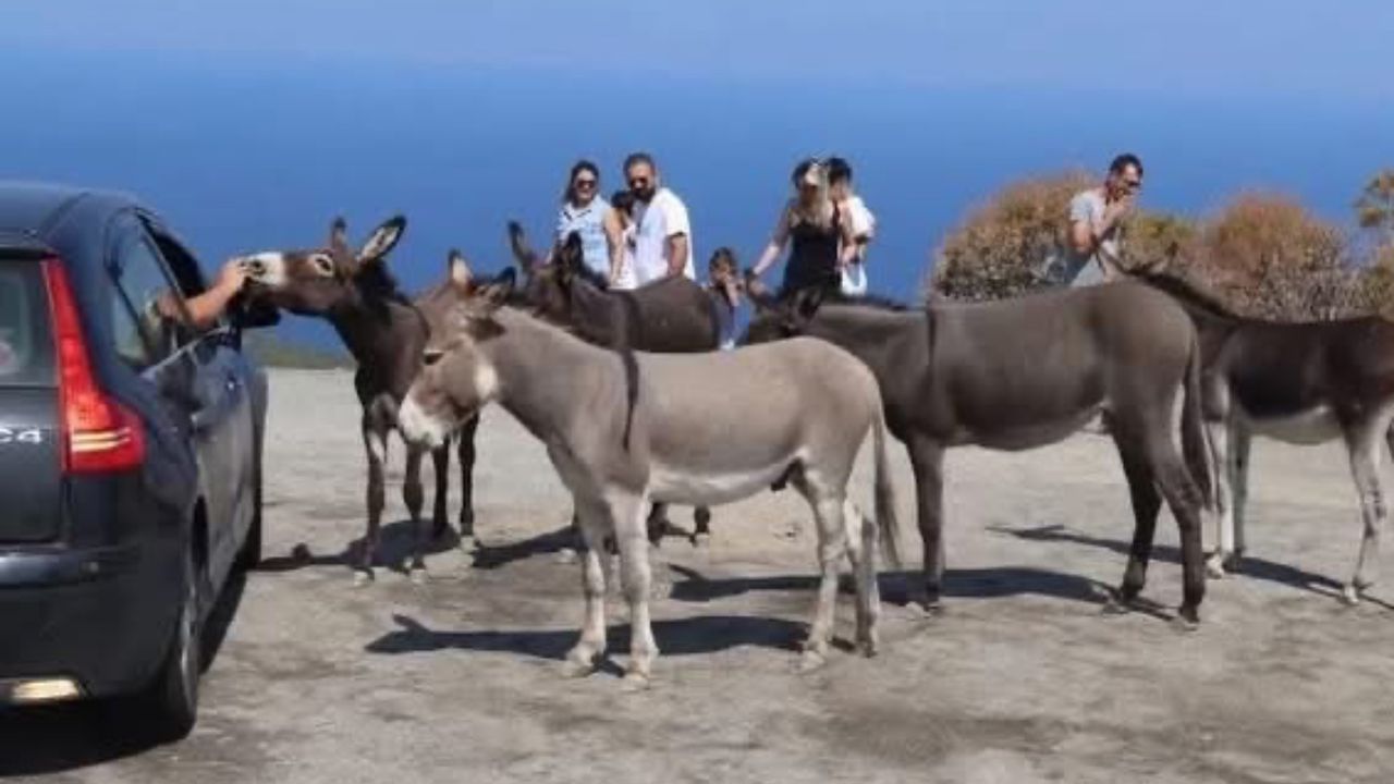 Datça‘da eşekler sahiplendiriliyor