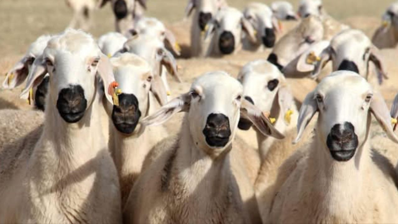 Isparta Sarıidris kasabasında şap hastalığı alarmı – Birlik Haber Ajansı