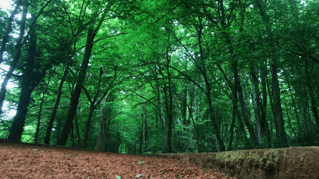 Ormanların korunması için 6 ayda 10,9 milyar lira harcandı – Birlik Haber Ajansı