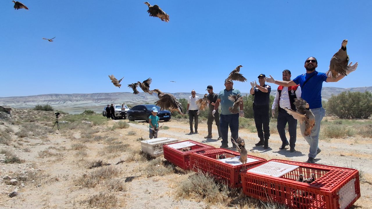 Beypazarı’nda doğaya 250 keklik salındı – Birlik Haber Ajansı