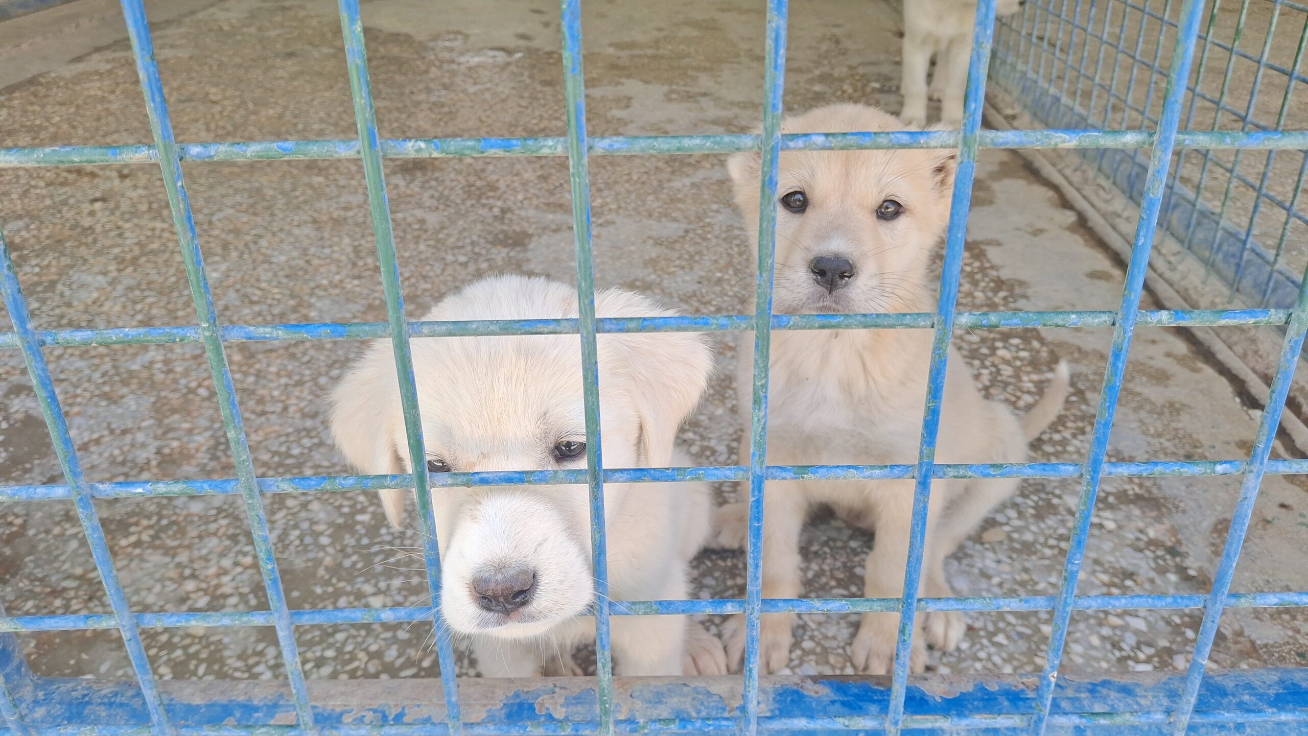 Beypazarı Belediyesi’nden can dostlara yeni yuva: Doğal Yaşam Barınağı açıldı – Birlik Haber Ajansı