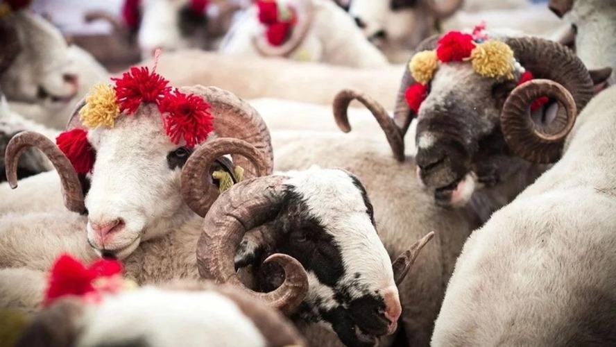 Ankara’da kurban pazarlarında yoğunluk devam ediyor – Birlik Haber Ajansı