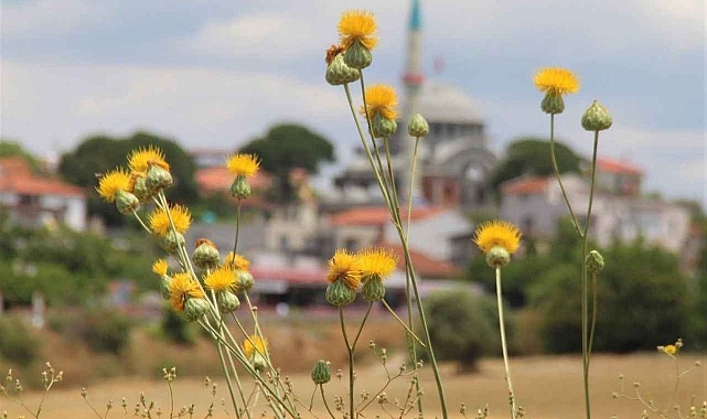 Aydın’da koruma altındaki ‘Tülüşah’ çiçek açtı: Koparmanın cezası 557 bin TL – Birlik Haber Ajansı