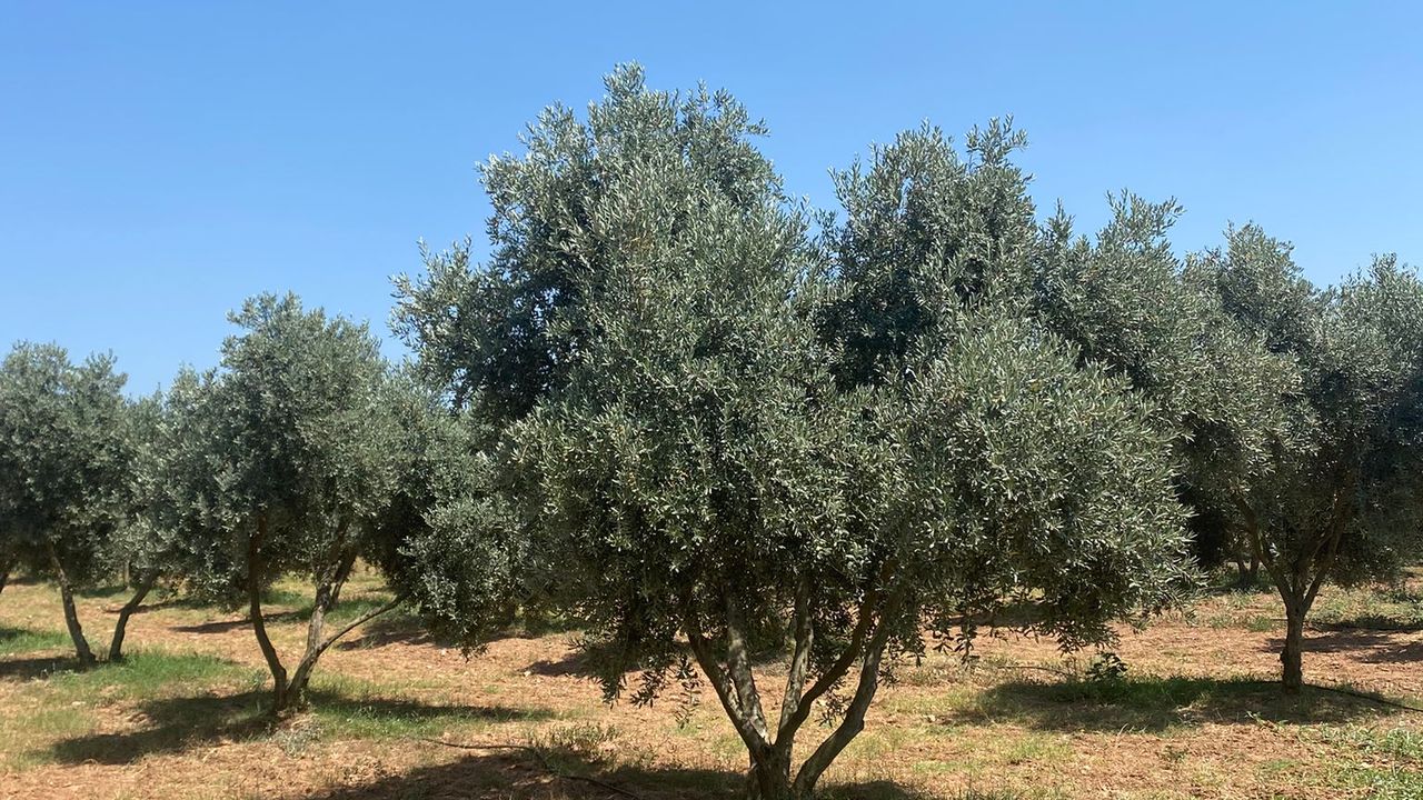 Milas’ta “Zeytinciliği Geliştirme Projesi” tüm hızıyla devam ediyor – Birlik Haber Ajansı