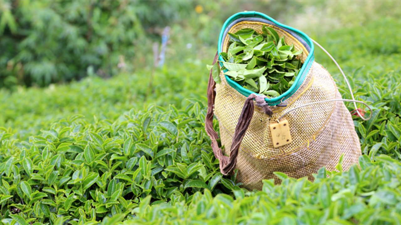 ÇAYKUR’dan üreticiye “düşük fiyat” uyarısı – Birlik Haber Ajansı