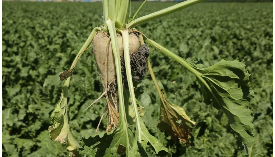 Pancar üreticisine 410 milyon TL sulama avansı desteği – Birlik Haber Ajansı